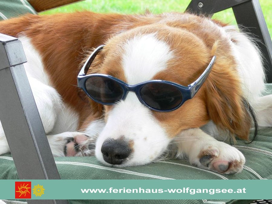 Urlaub mit Hund Wolfgangsee: Hundeurlaub in Ferienwohnung